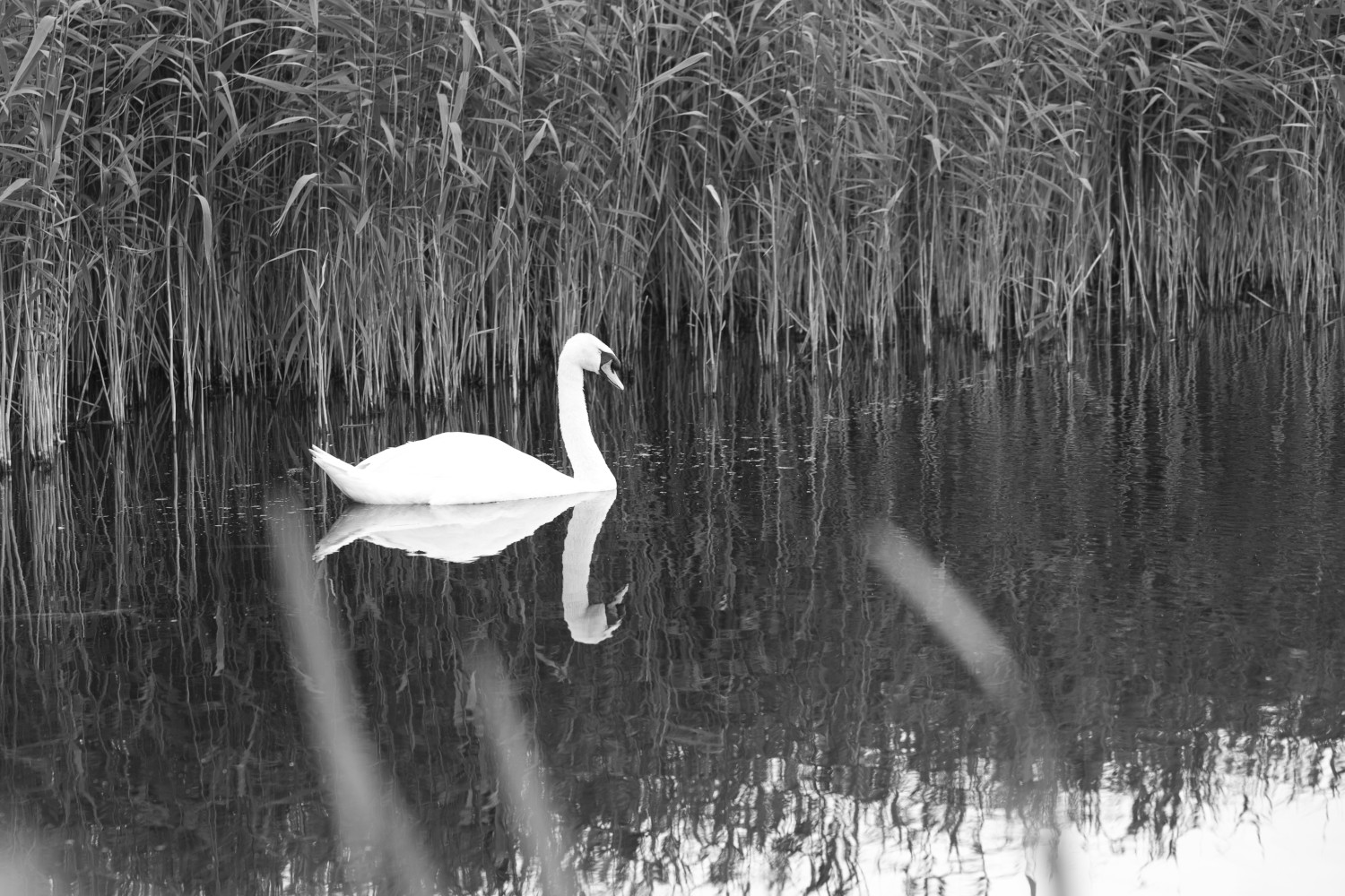 A swan as guardian of the place